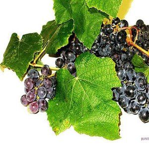 GRAPES 2 ~ 8" X 10" photo